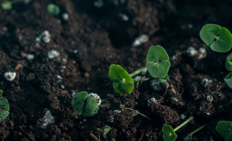 Seed Legend | There is no Planet B. Our innovative technology makes our products not only safe for you, but our environment as well.