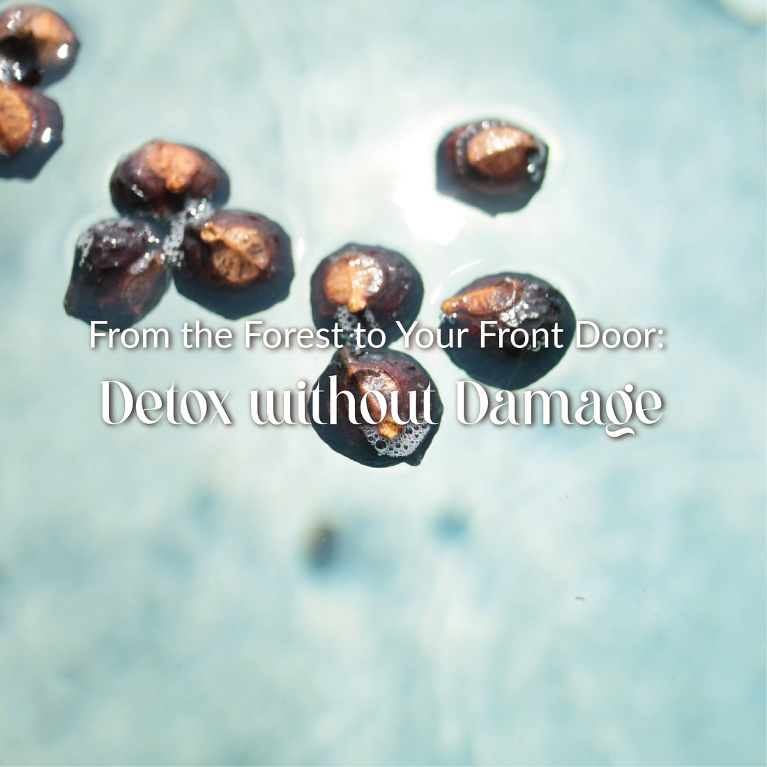 Discover the mystical anti-microbial miracle of the soapberry